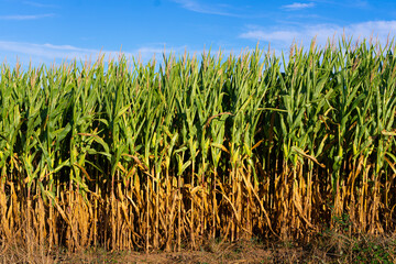 Corn plantation in the summer