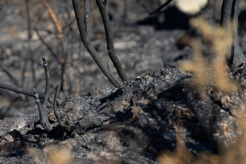 burned trees after forest fire