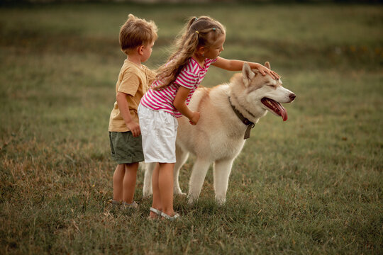 little boy and girl are playing with big beautiful dog, a fawn husky breed. brother and sister train pet on green meadow. The concept of happy family and fun leisure, children and animals in nature