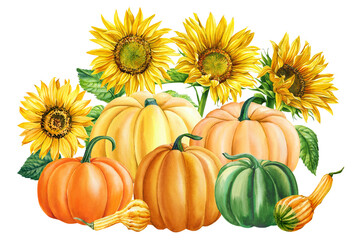 Pumpkins and sunflowers on an isolated white background, watercolor painting, hand drawing