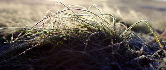 Frozen grass in the wind and snow