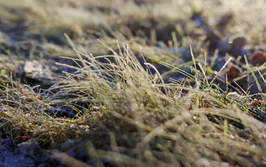 Frozen grass in the snow