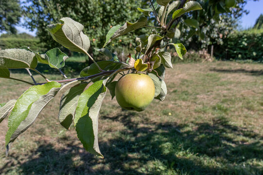 Green apple growing on its tree with green leaves against trees and dry grass in the blurred background, sunny summer day in a fruit tree orchard. Concept of bio, biological and natural cultivation