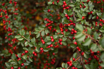 autumn background with green leaves. red berries. Cotoneaster bush