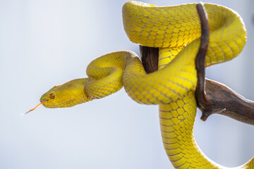 Beautiful Yellow Viper Snake In close Up