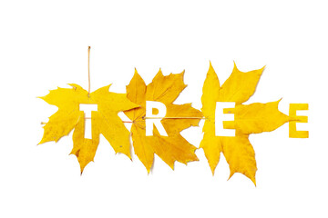 Tree. Letters carved from wedge leaves