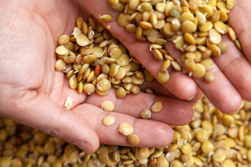 Hands of  farmer. hand holds sprouted lentils