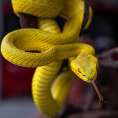 Beautiful Yellow Viper Snake In close Up
