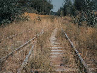 Fototapeta premium Crossing old rails. Overgrown grass rails.