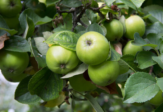 Green apples ripening on a tree