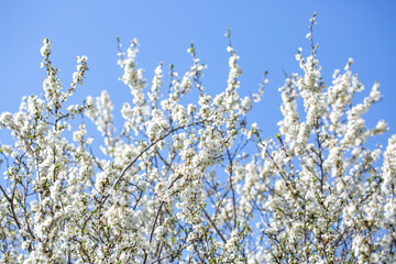 White flowers bloom in the trees. Spring landscape with blooming sakura tree. Beautiful blooming garden on a sunny day. Copy space for text.