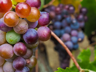 Berries of ripening dark grapes on the vine close-up. Selective focus. Harvest of juicy grapes.