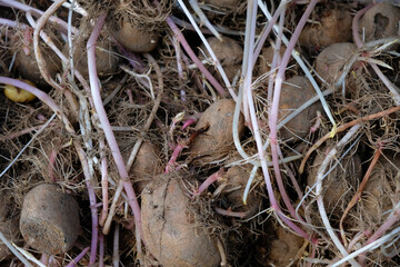 Long potato sprouts. Preparation of potatoes for planting. Selective focus.