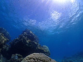 Fototapeta na wymiar 珊瑚礁が広がる静寂な海底・沖縄石垣島