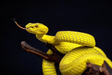 Beautiful Yellow Viper Snake In close Up