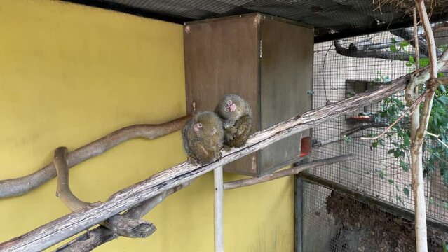 Cute little pair of Marmosets sitting on wooden bark inside a caged zoo.