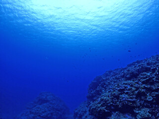 Fototapeta na wymiar 広がるサンゴの海底・石垣島海底