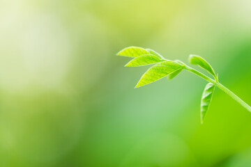 Fototapeta na wymiar Closeup young fresh leaf, natural greenery plants using as fresh ecology background concept