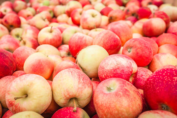 fresh red large apples in bulk harvesting close-up