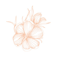 Fototapeta na wymiar Sketch Flower Line art Hand Drawn Illustration. 