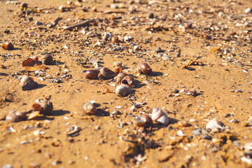 Golden sandy beach. Hundreds of shells lie on the bank of a drying up river - heat, drought, summer water landscape. Dry river, animals, wildlife. Background, postcard, wallpaper