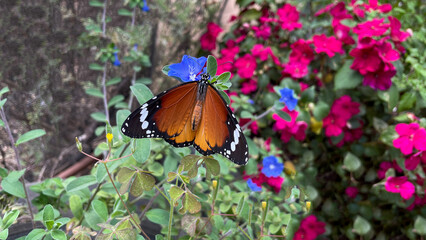Tropical exotic butterfly feeding on red flowers.