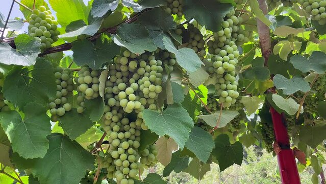 Bunches of grapes in the rows in vineyard. 