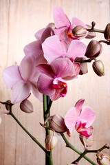 Beautiful pink orchid flowers on wooden background.