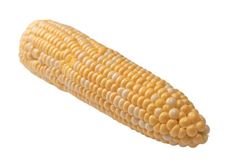 Yellow corn isolated on white background. Copyspace.