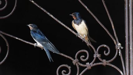 Hirondelles © polkag