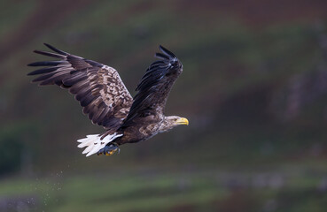 White-tailed eagle