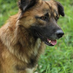 dog relaxing in park stock photo