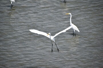 白鷺、シラサギ、鷺、アオサギ、青鷺、滋賀県、姉川、河川敷、大群、夏空、白い鳥、鳥の群れ