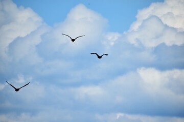 白鷺、シラサギ、鷺、アオサギ、青鷺、滋賀県、姉川、河川敷、大群、夏空、白い鳥、鳥の群れ