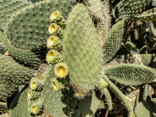 Aaron's-beard prickly-pear. Opuntia leucotricha cactus