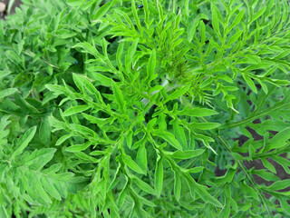 Ambrosia top view green background.