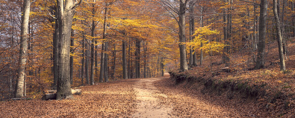 Beech Forest in Montseny Natural Park, Catalonia
