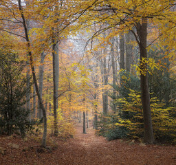 Beech Forest in Montseny Natural Park, Catalonia
