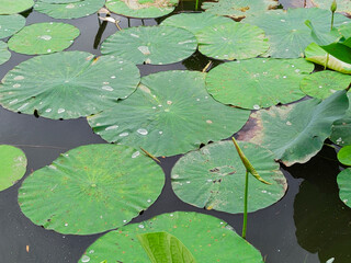 Lotuses in the lake. Lotuses in the Krasnodar Territory.