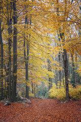 Fototapeta premium Beech Forest in Montseny Natural Park, Catalonia