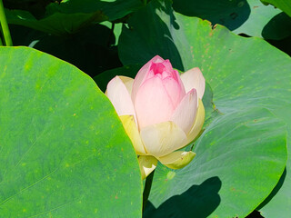 Lotuses in the lake. Lotuses in the Krasnodar Territory.