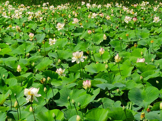Lotuses in the lake. Lotuses in the Krasnodar Territory.