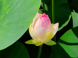 Lotuses in the lake. Lotuses in the Krasnodar Territory.