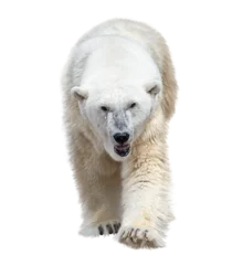 Foto op Canvas Large Polar Bear Isolated on White Background © SunnyS
