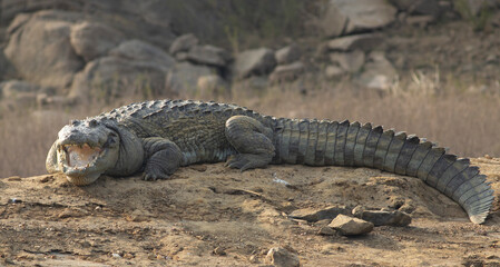 Crocodile on a rock; Crocodile resting on a rock; crocodile on the ground; Crocodile basking in the sun; crocodiles resting; mugger crocodile from Sri Lanka	