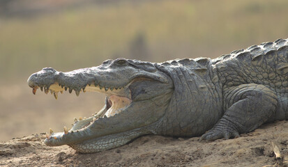 Crocodile with its mouth open basking in the sun; crocodiles resting; mugger crocodile from Sri Lanka	
