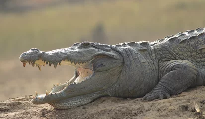 Foto op Plexiglas Crocodile with its mouth open basking in the sun  crocodiles resting  mugger crocodile from Sri Lanka  © DINAL