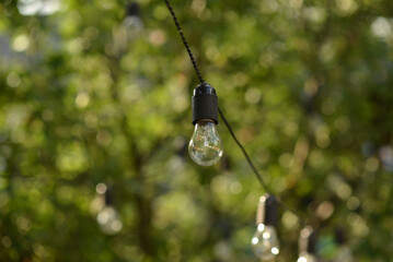 Beautiful light bulbs in the summer garden