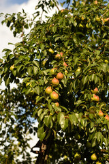 Pear tree in the garden at sunset