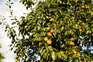 Big tree with pears, harvest concept